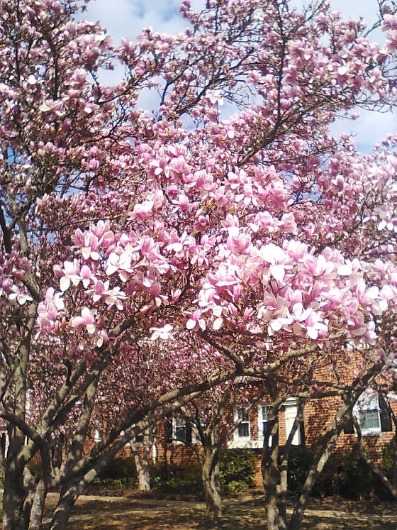 webassets/springphoto.jpg